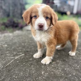 Boy 4 - Red male Nova Scotia Duck Tolling Retriever puppy in Lowell, Indiana from Bearfoot Aussies and Tollers