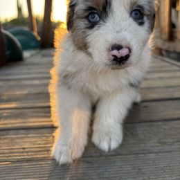 Boy 4 - Blue merle male Australian Shepherd puppy in Fontana, California from J.O Family Aussies