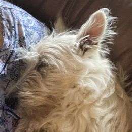 Scottish Terrier Puppies from Carnes Croft Scotties