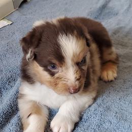 Bergy - Red merle male Australian Shepherd puppy in Cottage Grove, Oregon from Farmstead Aussies