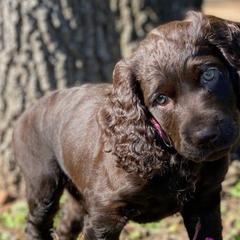 Boykin Spaniels from Brambleberry Boykin Spaniels