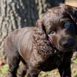 Boykin Spaniels from Brambleberry Boykin Spaniels
