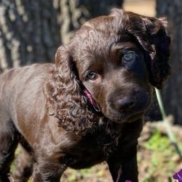 Boykin Spaniels from Brambleberry Boykin Spaniels