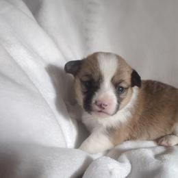 Natural tail, triple clear, OFA parents, CKC - Red and white female American Corgi puppy in Harpursville, New York from Rex Farm Corgis
