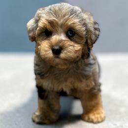 Dezire - Merle female Yorkipoo puppy in Lebanon, Kentucky from Mosaic Merle Doodles