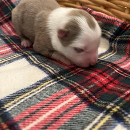 Tito - Red merle male Border Collie puppy in Centerton, Arkansas from Chappell Breeding