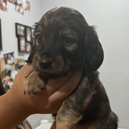 Girl 1 - Red Dachshund puppy in Highland, California from BAES Teufelshunde