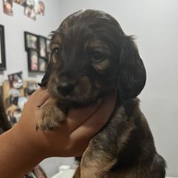 Girl 1 - Red Dachshund puppy in Highland, California from BAES Teufelshunde