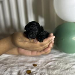 Poodle All Grown Up from Parti-Pawz