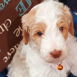 Boy 2 - Labradoodle puppy in Statesville, North Carolina from Labradoodles of the Foothills