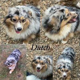 Dutch - Toy Australian Shepherd