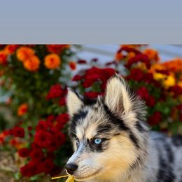 Pomsky Puppies from PomskyParadise