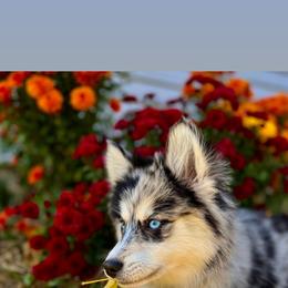 Pomsky Puppies from PomskyParadise