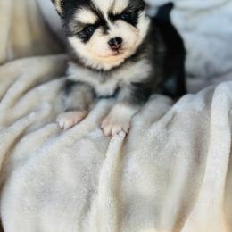 Sweet cheeks - Black and white female Pomsky puppy in Yavapai County, Arizona from Pawsh Pomskies