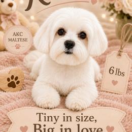 Maltipoo puppies from Diamond Companions