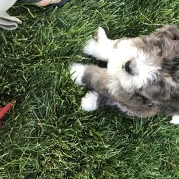 Aussiedoodle and Poodle Puppies from Arena Valley Acres LLC