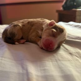 RMF - Red merle female Toy Australian Shepherd puppy in Lindale, Texas from Circle JTS Ranch