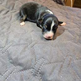 Vervain - Black tri-color female Australian Shepherd puppy in Abilene, Texas from S&K Aussies N' Rotties