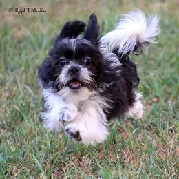Wendie - Black female Mi-Ki puppy in Elizabeth, Colorado from Royal T Mi-Kis