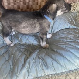 Teal boy - Black and white male Companion Cross puppy in Summerfeld, Florida from Amazing Standard Schnauzers