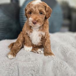 Dark Blue - Red  male Goldendoodle puppy in Somerville, Alabama from Southern Enchanted Doodles