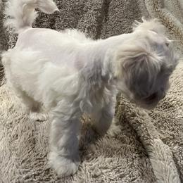 Stevie (red collar) - White male Miniature Schnauzer puppy in Port Orchard, Washington from Silver Bells Miniature Schnauzers