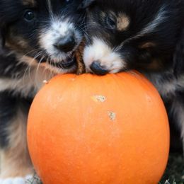 Australian Shepherd and Pyrenean Shepherd Puppies from Coolmoor