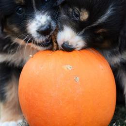 Australian Shepherd and Pyrenean Shepherd Puppies from Coolmoor