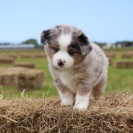 Miniature Australian Shepherd Puppies from Lost Coast Aussies