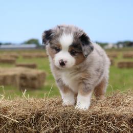 Miniature Australian Shepherd Puppies from Lost Coast Aussies