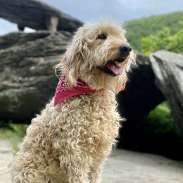 Bella - Goldendoodle