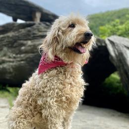 Bella - Goldendoodle