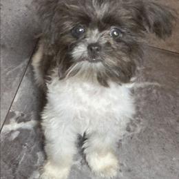 Midwest Mini Kiera - Blue female Mi-Ki puppy in Clearwater, Kansas from Midwest Mini Mi-kis