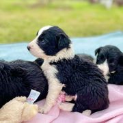 Aussiedoodle and Bordoodle Puppies from Dood B Ranch Doodles