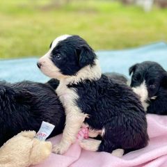 Aussiedoodle and Bordoodle Puppies from Dood B Ranch Doodles