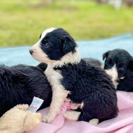 Aussiedoodle and Bordoodle Puppies from Dood B Ranch Doodles