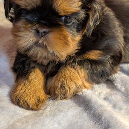 Nick - Black and tan male Shih Tzu puppy in Port Huron, Michigan from Shih Tzu Cottage