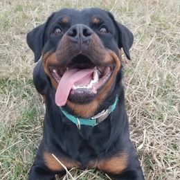 Rottweilers from Baker Pastures