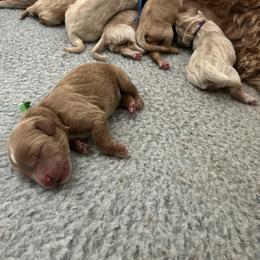 Goldendoodle puppies from AZ Ohana Doodles
