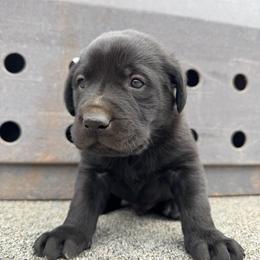 Spud - Black male Labrador Retriever puppy in Richfield, Utah from Stormy River Retrievers
