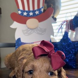 Girl 6 - female Goldendoodle puppy in Jurupa Valley, California from gucci_bentleys_goldendoodles