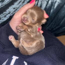 Lavender luther - Lavender male Pomeranian puppy in Fayetteville, North Carolina from Tar-heel Poms