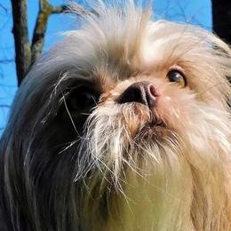 Brandie - Shih Tzu
