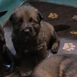 Yellow Boy - sable coat - Black male German Shepherd puppy in Elijay, Georgia from Mission K9