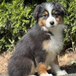 Exempt- black tri female 5 - Black tri-color female Australian Shepherd puppy in Chehalis, Washington from Wandering Acres Ranch