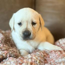 Willow - Yellow female Labrador Retriever puppy in Sweet Home, Oregon from Snowpeak English Labradors