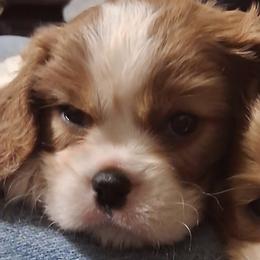 Rowdy - Blenheim male Cavalier King Charles Spaniel puppy in Longview, Texas from Casanova Cavalier King Charles Spaniels