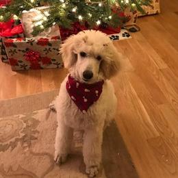 Poodles from HighSpirits Standard Poodles