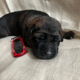 Red Collar - Sable male German Shepherd puppy in Saint Charles, Missouri from Lowemond German Shepherds