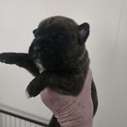 Black collar - Brindle male Boxer puppy in Petrolia, Pennsylvania from Arktis Boxers